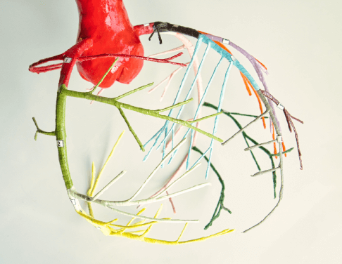 心臓のイメージ